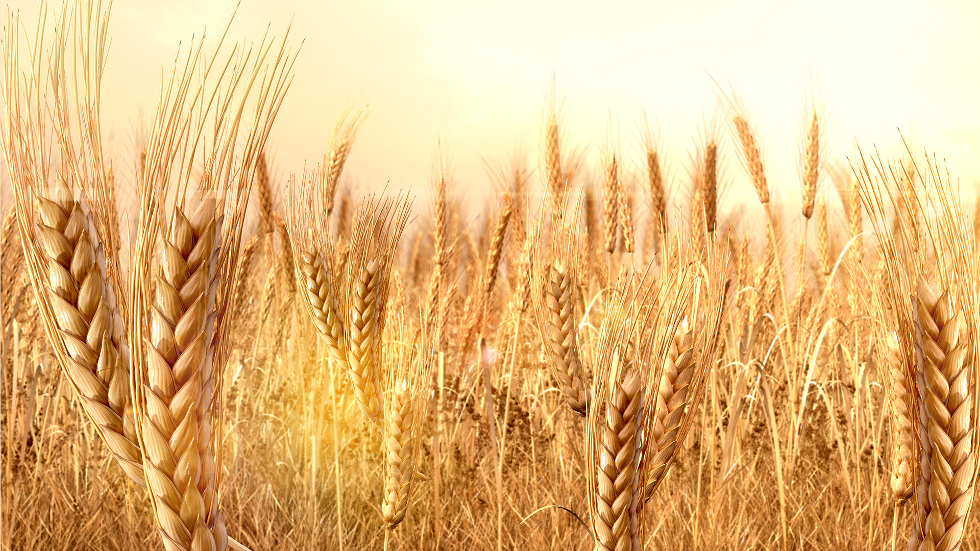 Хлеба зерновые культуры. Колосок пшена. Колосок пшеницы пшеничный колосок. Пшеничное поле. Поле с колосьями.